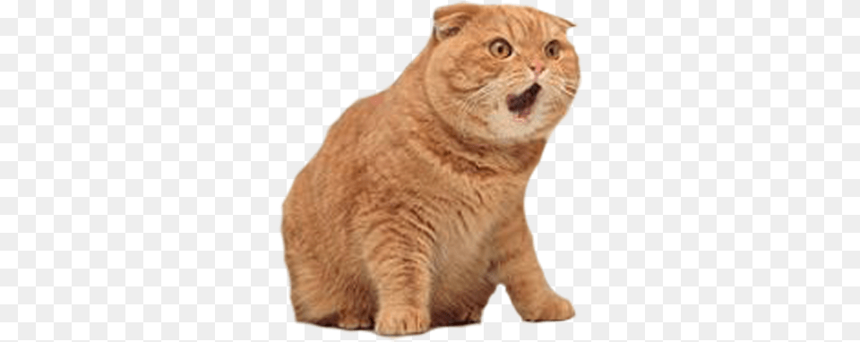 Comment Picture, Animal, Cat, Mammal, Manx Png