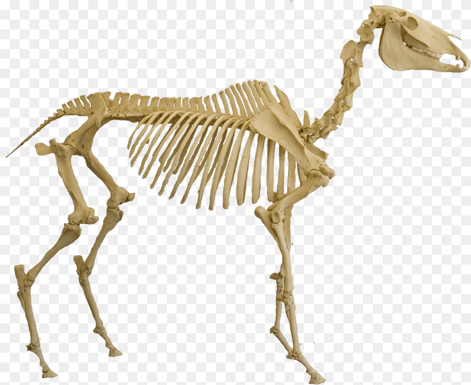 Comment Some More Below Horse Skeleton Real Life, Animal, Dinosaur, Reptile Png