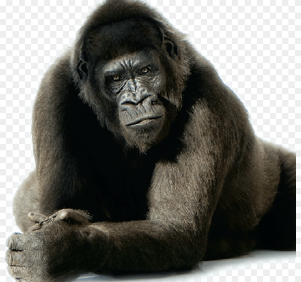 Comments Bang Bang Gorilla, Animal, Ape, Mammal, Monkey Png Image