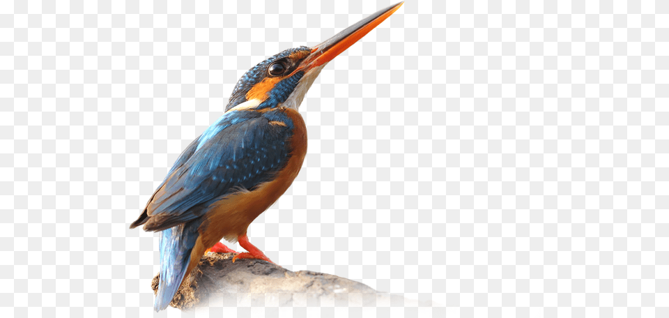Comments Kingfisher Bird Low Poly, Animal, Beak, Bee Eater, Jay Png