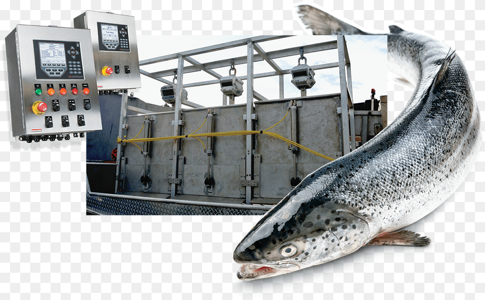 Commercial Fishing 920i Flexweigh Commercial Fishing, Animal, Fish, Sea Life Png