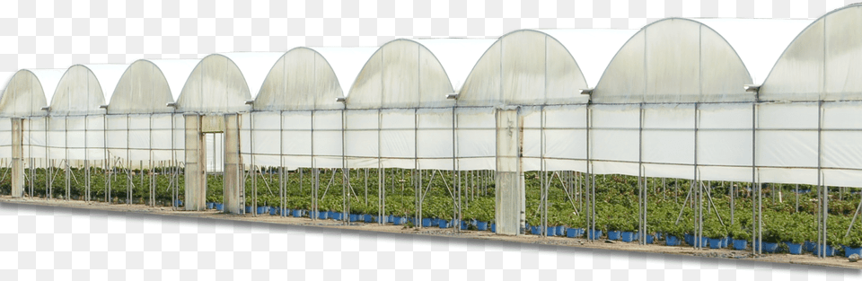 Commercial Ornamental Greenhouses Large Scale Poly Greenhouse, Garden, Gardening, Nature, Outdoors Free Png Download