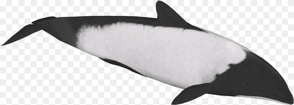 Commersons Dolphin Harbour Porpoise, Animal, Sea Life, Mammal, Whale Free Transparent Png