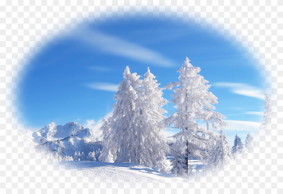 Comming Later More Jahorina Winter, Photography, Plant, Tree, Fir Png Image