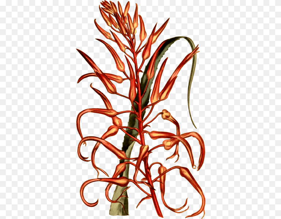 Commodity Flower Vegetable Line Plant Stem, Animal, Invertebrate, Spider, Acanthaceae Free Transparent Png