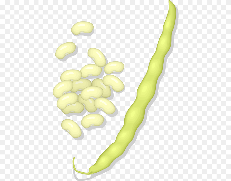 Commodityfoodlima Bean, Food, Plant, Produce, Vegetable Png Image