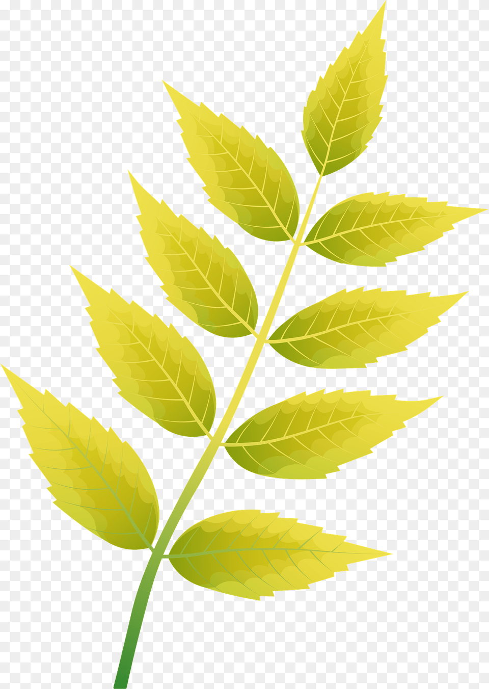 Common Ash Autumn Leaf Clipart, Plant, Herbal, Herbs Free Png