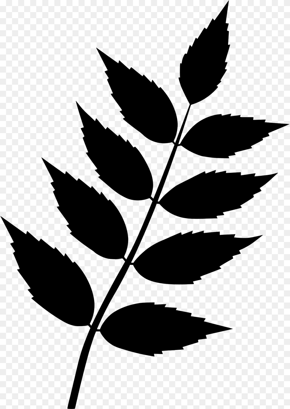 Common Ash Leaf Silhouette, Green, Plant, Herbal, Herbs Free Png