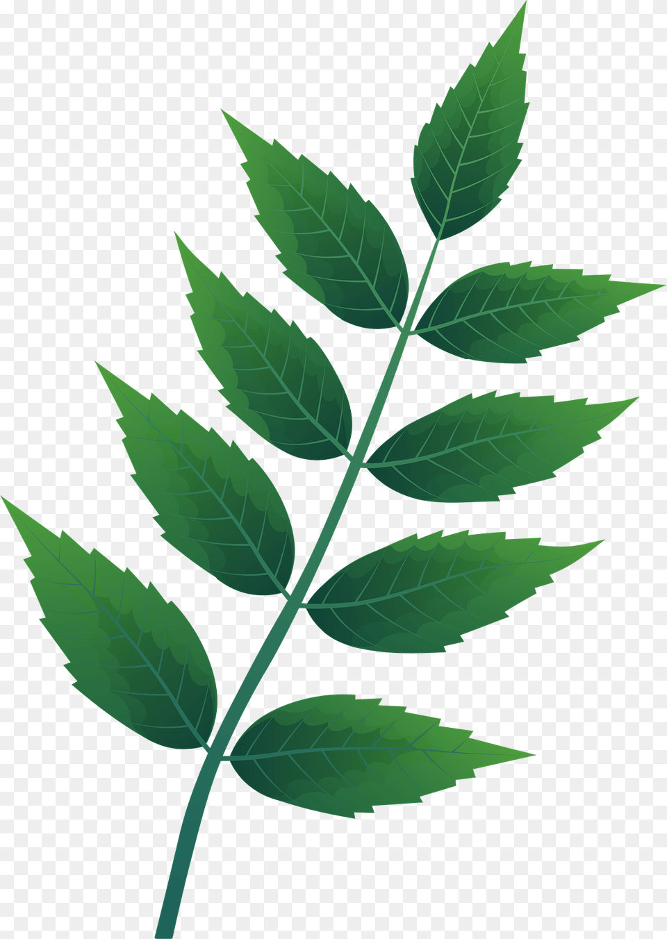 Common Ash Spring Leaf Clipart, Green, Plant, Herbal, Herbs Free Png