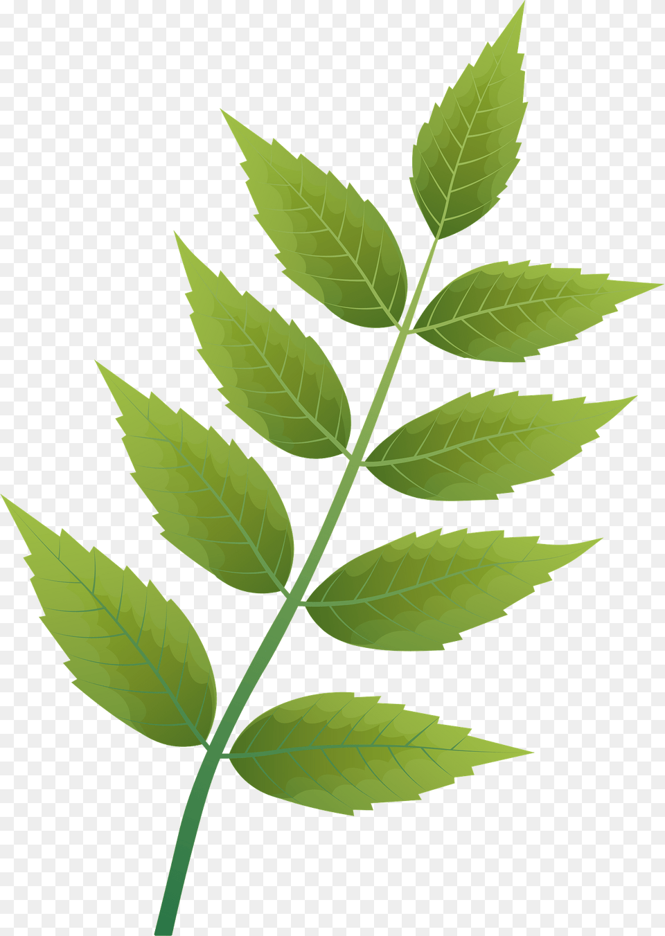 Common Ash Summer Leaf Clipart, Plant, Green, Herbal, Herbs Free Transparent Png