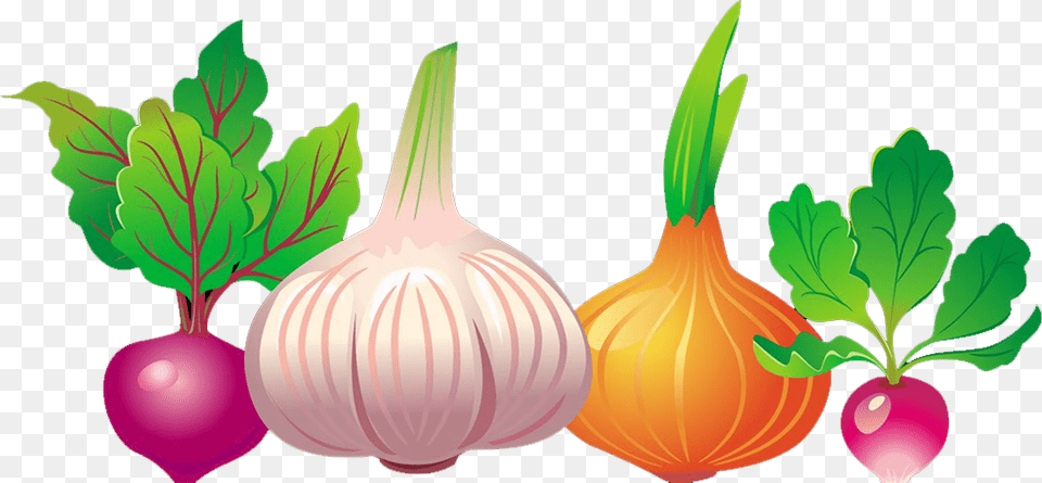 Common Beet Vegetable Euclidean Vector Beetroot, Food, Produce, Plant Free Png Download