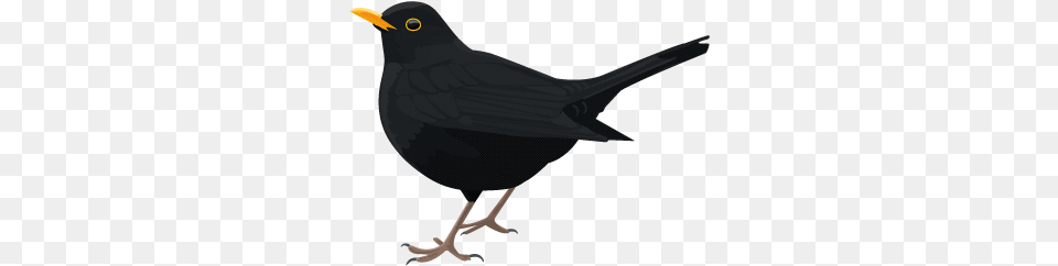 Common Blackbird Blackbird, Animal, Bird Free Png