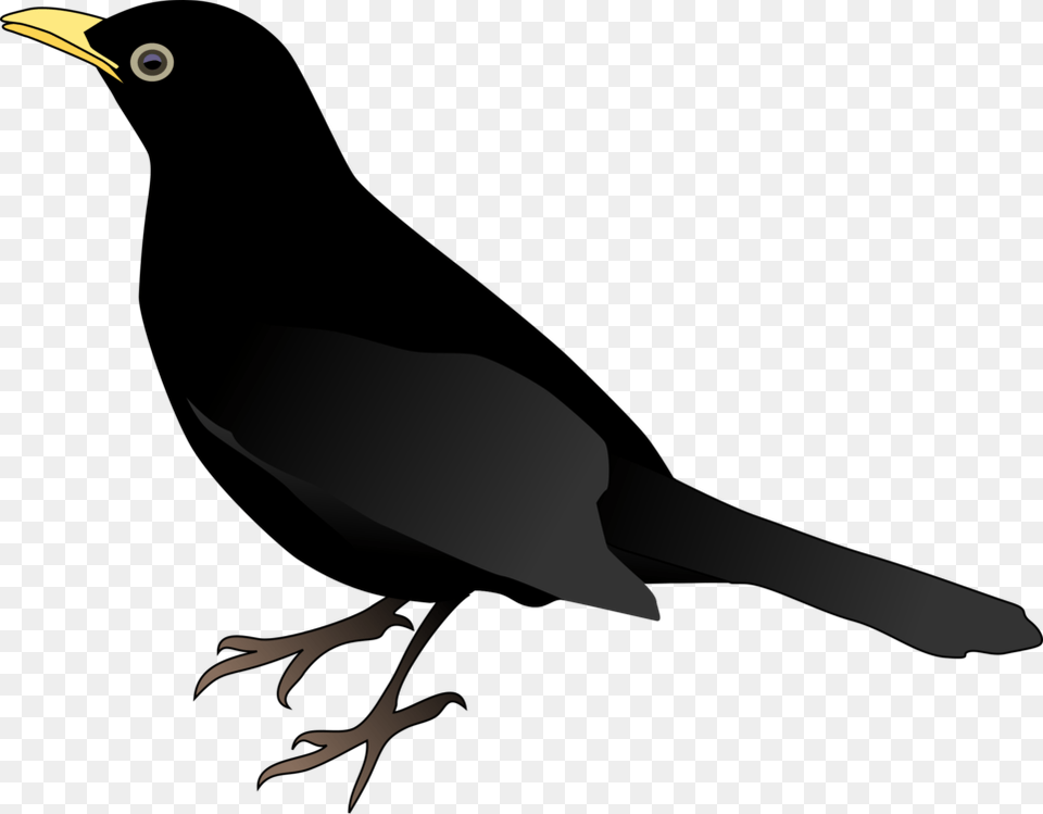 Common Blackbird Download Drawing Red Winged Blackbird, Animal, Beak, Bird, Person Png