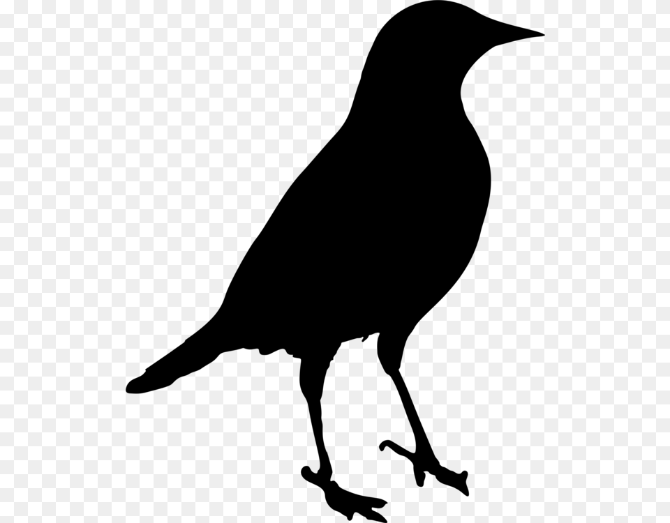 Common Blackbird Silhouette Drawing, Gray Png