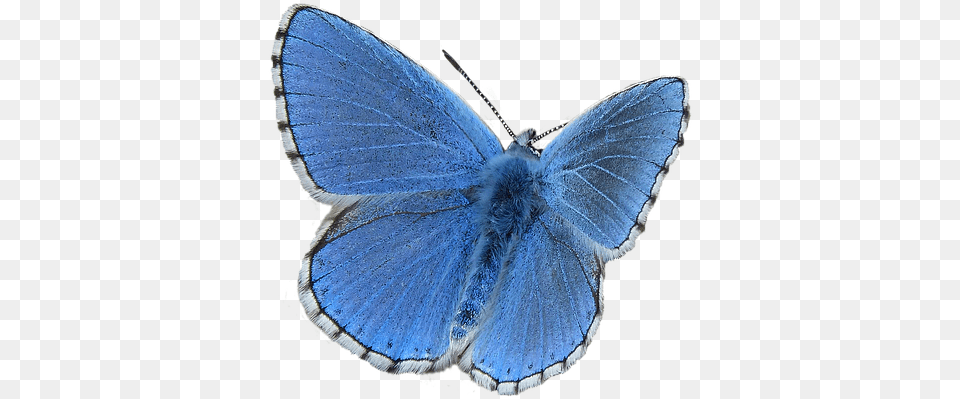 Common Blue Butterfly, Animal, Insect, Invertebrate, Moth Free Transparent Png