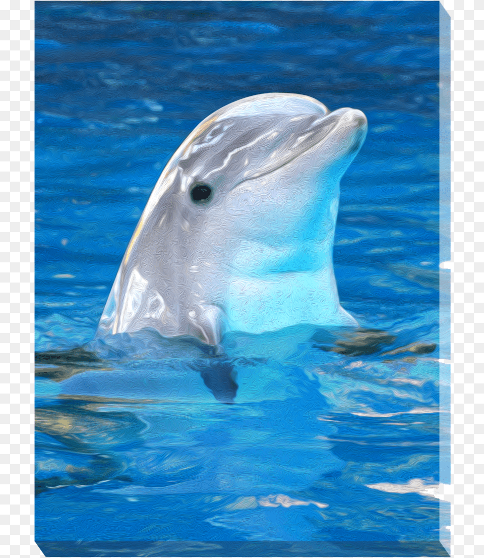 Common Bottlenose Dolphin, Animal, Sea Life, Mammal, Swimming Pool Png Image