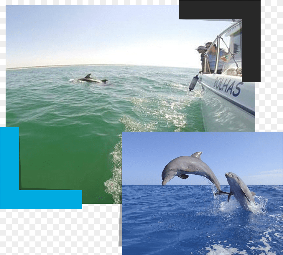 Common Bottlenose Dolphin, Mammal, Animal, Sea Life, Boat Png Image
