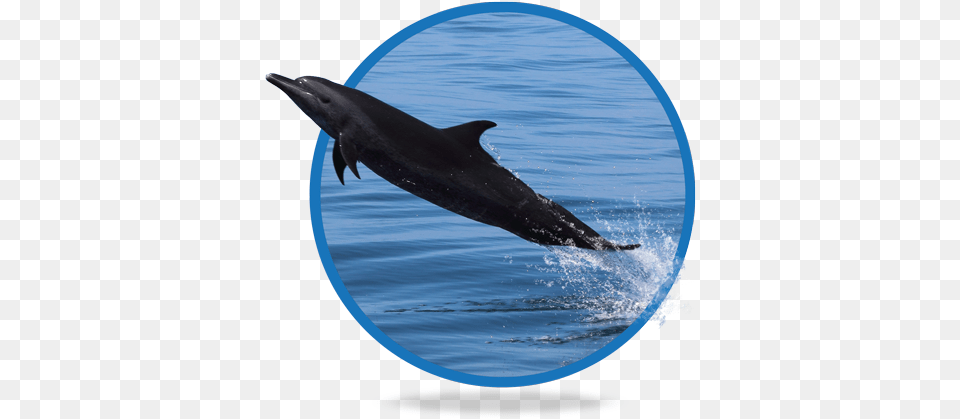 Common Bottlenose Dolphin, Animal, Mammal, Sea Life, Fish Png