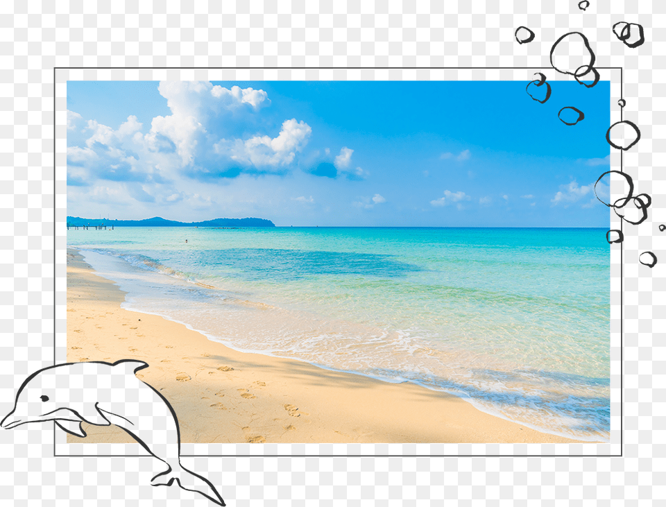 Common Bottlenose Dolphin, Beach, Shoreline, Sea, Screen Free Png