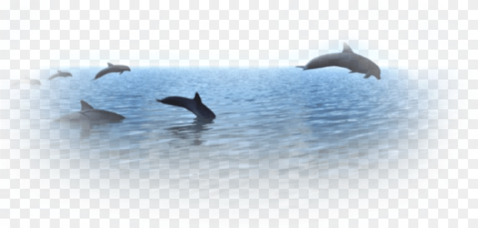 Common Bottlenose Dolphin, Animal, Mammal, Sea Life, Bird Png Image