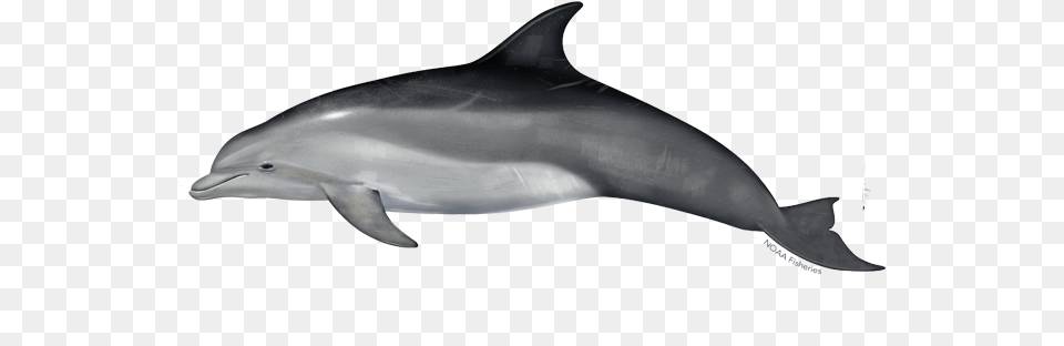 Common Bottlenose Dolphin Bottlenose Dolphin, Animal, Mammal, Sea Life, Fish Free Transparent Png