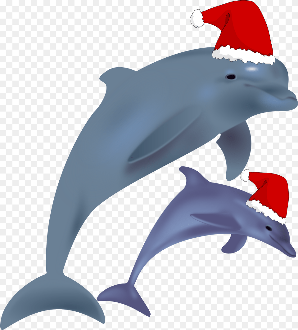 Common Bottlenose Dolphin Jumping Clip Art Christmas Christmas Dolphin, Animal, Mammal, Sea Life, Fish Png