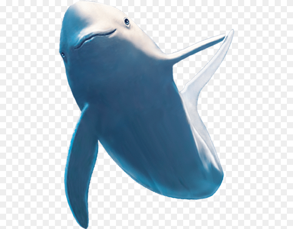 Common Bottlenose Dolphin Shark Beluga Whale Dolphin, Animal, Sea Life, Fish, Mammal Png
