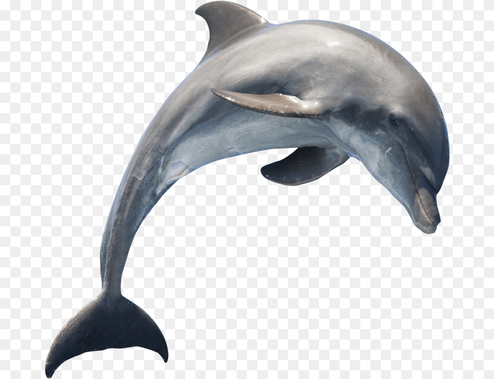 Common Bottlenose Dolphin Short Beaked Common Dolphin Dolphin Transparent Background, Animal, Mammal, Sea Life, Fish Png Image