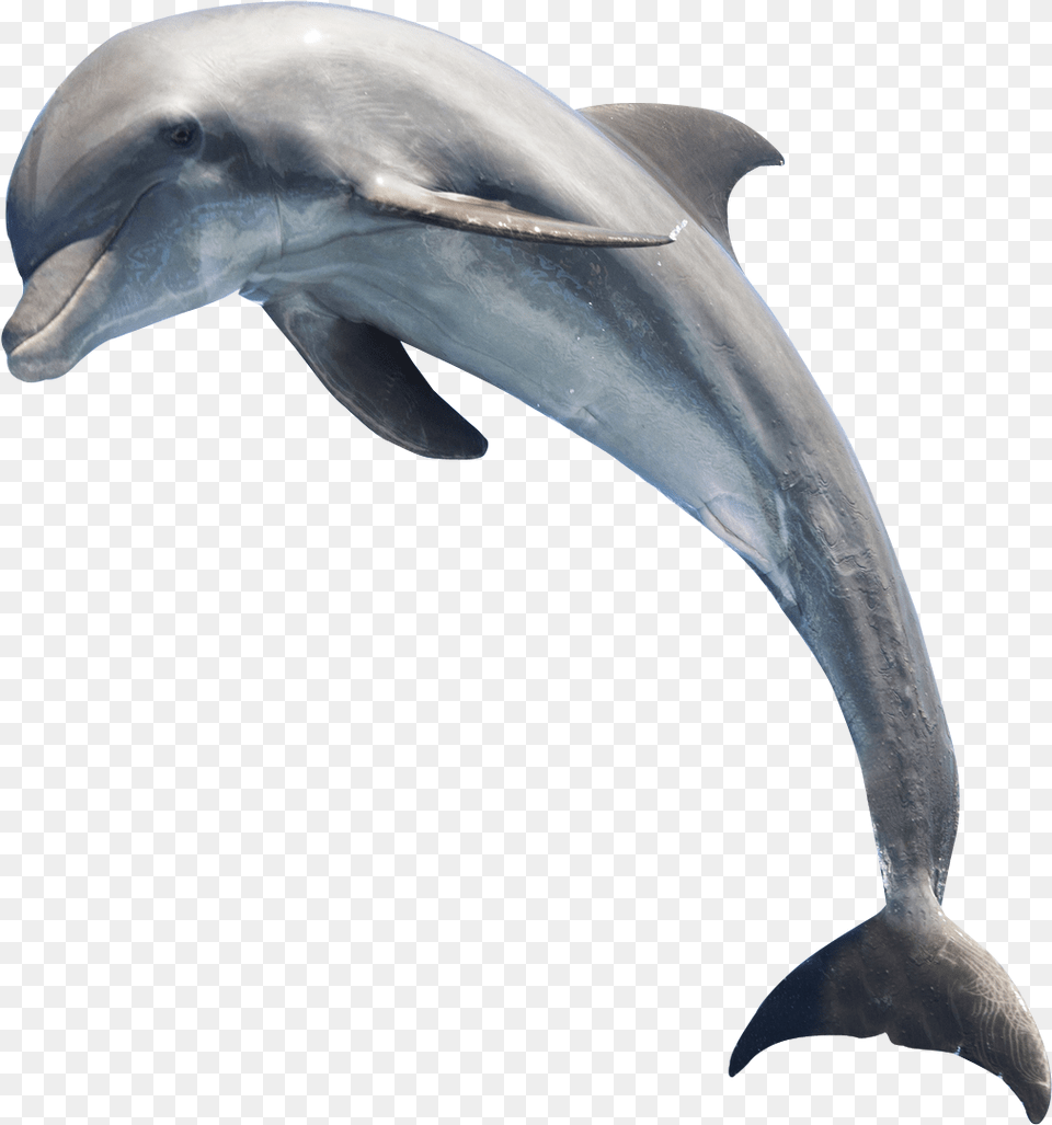 Common Bottlenose Dolphin Whale Dolphin, Animal, Mammal, Sea Life, Fish Free Png Download
