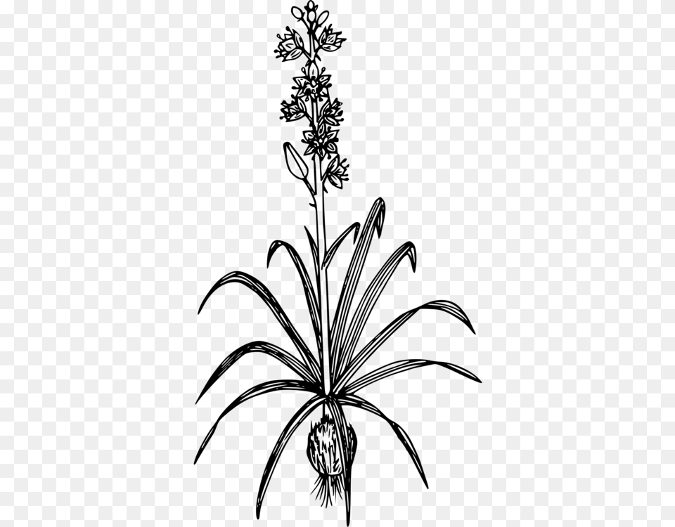 Common Camas Toxicoscordion Venenosum Drawing Mountain Deathcamas, Gray Free Png