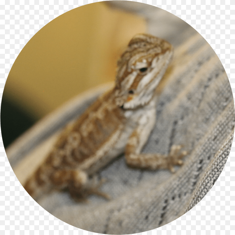 Common Chameleon, Animal, Lizard, Reptile, Gecko Png
