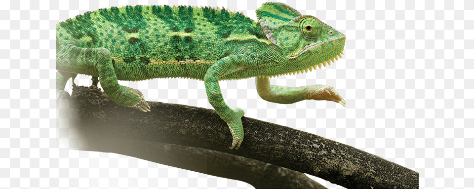 Common Chameleon With No Common Chameleon, Animal, Lizard, Reptile, Iguana Png Image