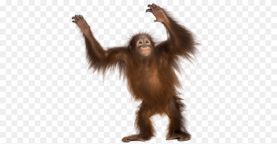 Common Chimpanzee Gorilla Monkey Monkey Transparent Background, Animal, Mammal, Wildlife, Orangutan Free Png Download