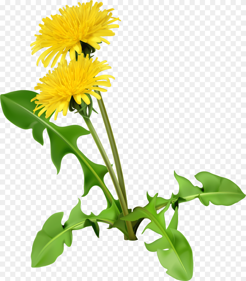 Common Coffee Flower Seed Cartoon Yellow Chrysanthemum Cartoon Dandelion, Plant, Animal, Fish, Sea Life Free Transparent Png