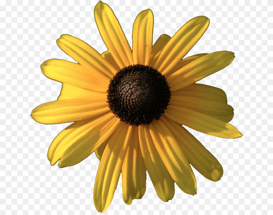 Common Daisy, Flower, Plant, Sunflower, Petal Png Image