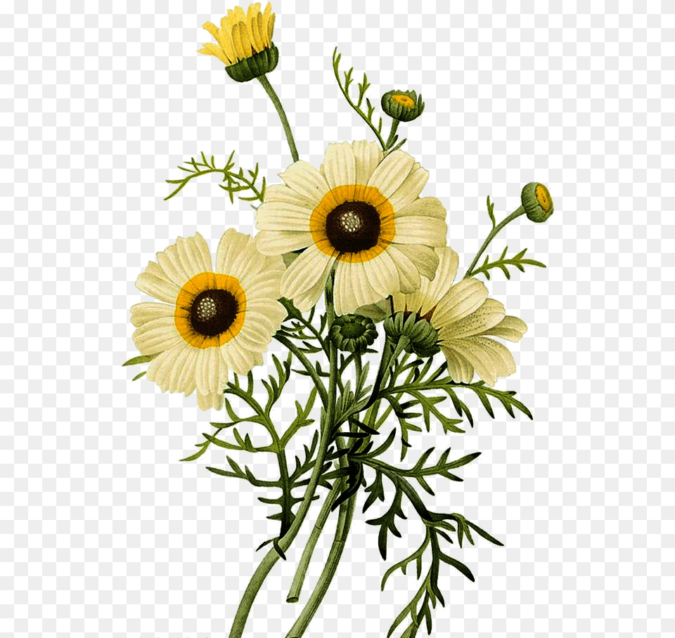 Common Daisy Botanical Flower Botanical Illustrations, Anemone, Plant, Petal, Anther Png