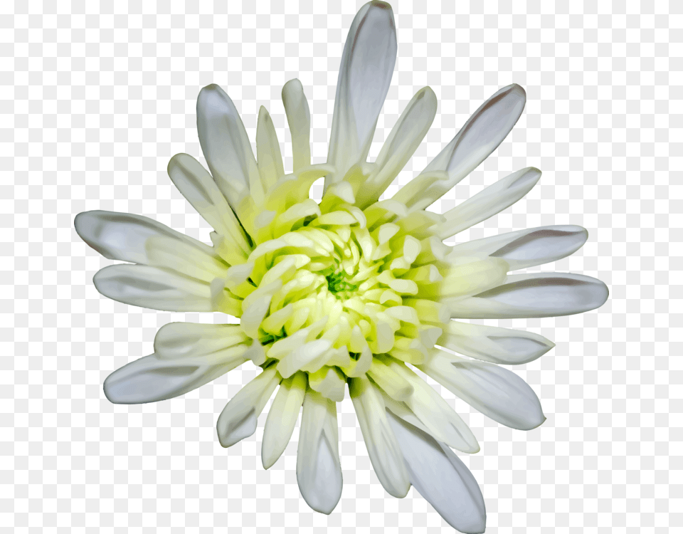 Common Daisy Chrysanthemum Oxeye Daisy Flower Computer Heath Aster, Dahlia, Petal, Plant Png Image