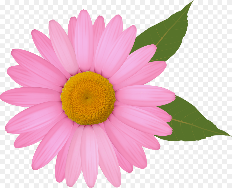 Common Daisy Clip Art Pink Daisy Clipart, Flower, Petal, Plant Free Png Download