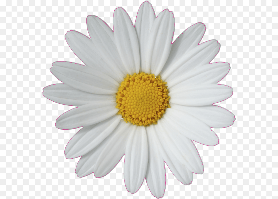 Common Daisy Flower Clip Art Daisy, Plant, Petal Free Png Download