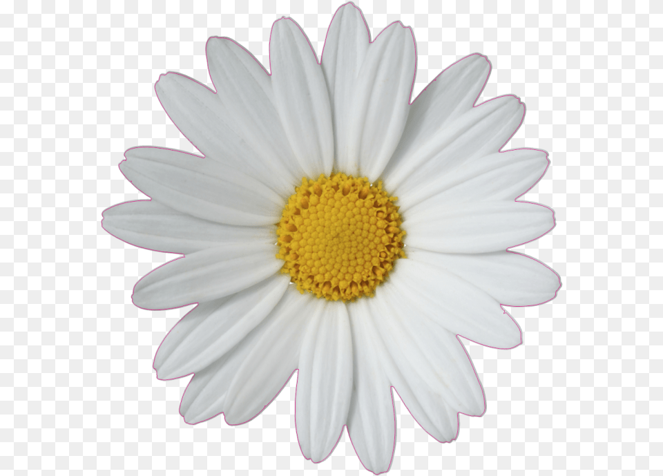 Common Daisy Flower Clip Art Flower Tumblr Sticker Transparent, Plant, Petal Free Png Download