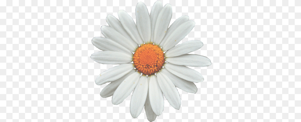 Common Daisy Flower Clip Art Transparent Sunflower White, Plant, Petal Free Png Download