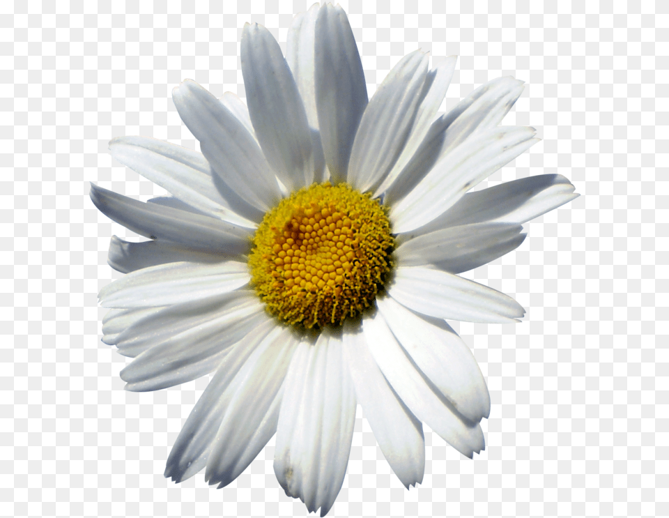 Common Daisy Oxeye Daisy Marguerite Daisy Chrysanthemum Chamomile, Flower, Plant, Petal Png