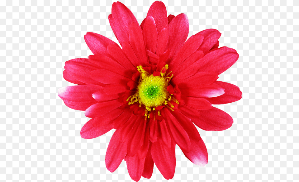 Common Daisy Pink Flowers Dahlia Flowers To Cut Out Pink, Flower, Petal, Plant, Pollen Free Png