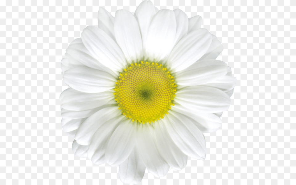 Common Daisy Stock Photography Royalty Clip Art White Daisy Flower, Anemone, Plant, Petal, Anther Free Png Download