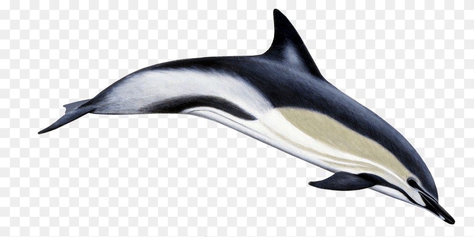 Common Dolphin, Animal, Mammal, Sea Life, Fish Png