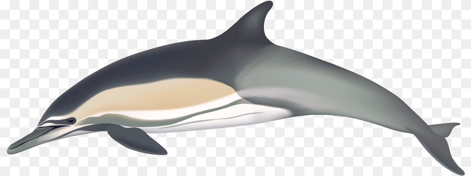 Common Dolphin Common Dolphin, Animal, Mammal, Sea Life, Fish Free Png