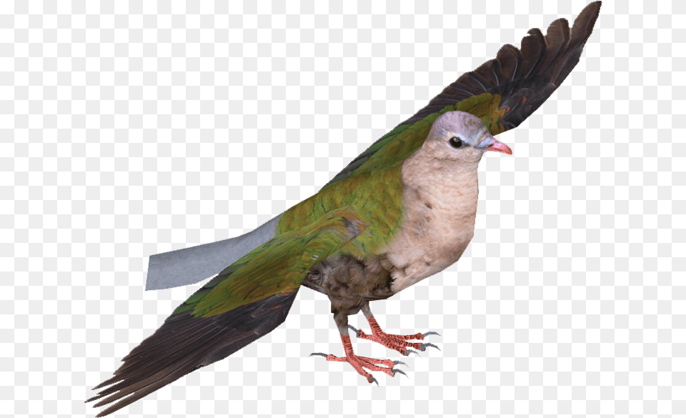 Common Emerald Dove Common Emerald Dove Flying, Animal, Bird, Pigeon Free Png Download
