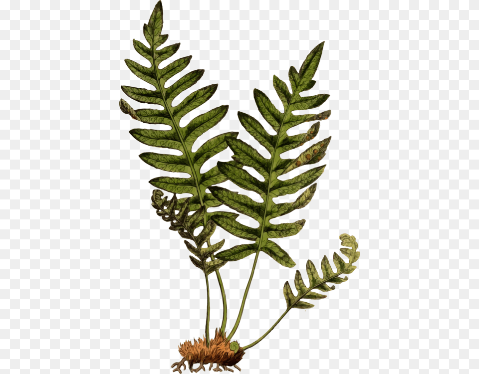 Common Ferns Polypody, Fern, Leaf, Plant Free Transparent Png