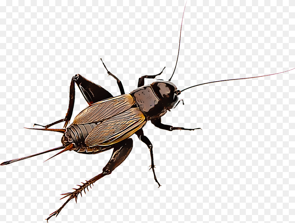 Common Field And House Crickets Are Nerve Wracking Grillo E Cicala Differenze, Animal, Cricket Insect, Insect, Invertebrate Png Image