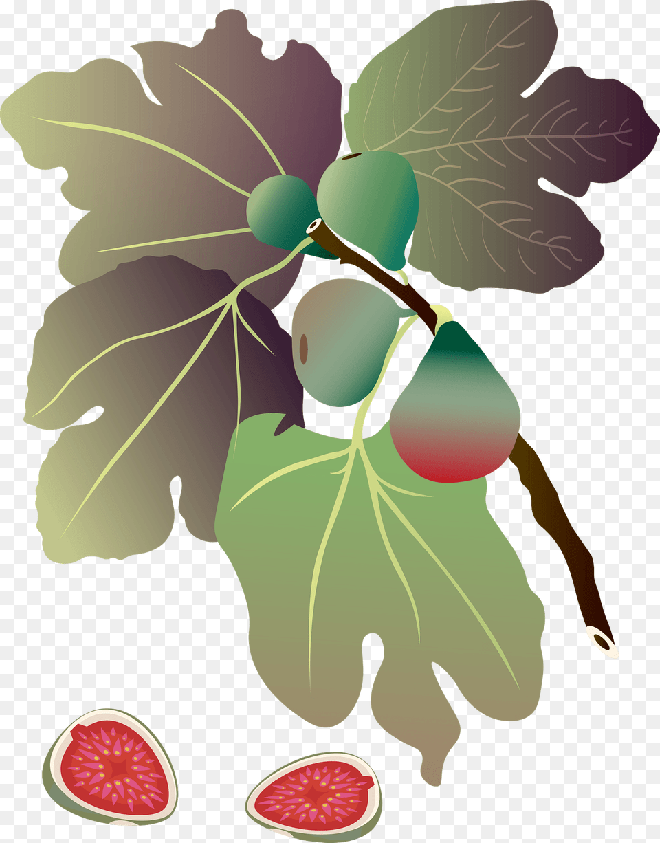 Common Fig Plant Clipart, Food, Fruit, Produce, Person Free Png Download